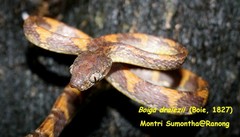 Boiga drapiezii