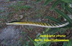Dendrelaphis striatus