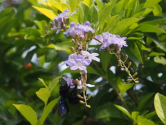 Xylocopa nasalis