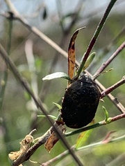 Orsilochides guttata