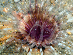 Ceriantheopsis americanus