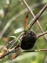 Orsilochides guttata