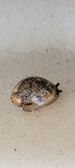 Novisuccinea ovalis
