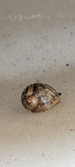 Novisuccinea ovalis