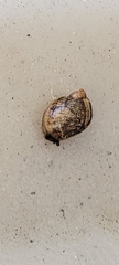 Novisuccinea ovalis
