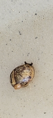 Novisuccinea ovalis