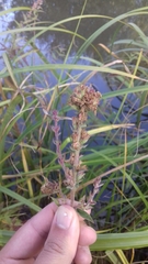 Nanophyes marmoratus