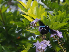 Xylocopa nasalis