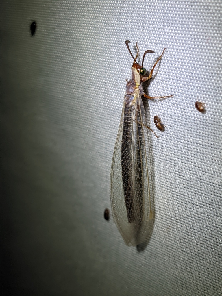 Myrmeleon texanus