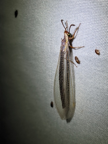 Myrmeleon texanus