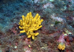 Axinella verrucosa