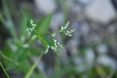 Mitreola