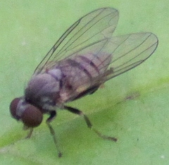Platypezinae