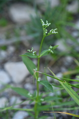 Mitreola