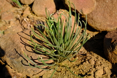 Albuca viscosa