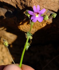 Nemesia leipoldtii