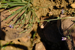 Nemesia leipoldtii