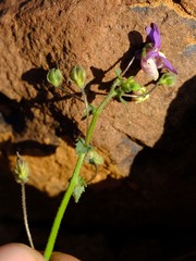 Nemesia leipoldtii