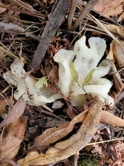 Sebacina sparassoidea