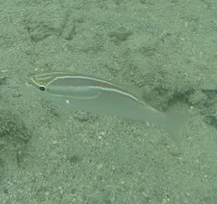 Scolopsis trilineata