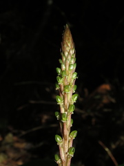 Prescottia cordifolia