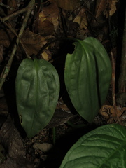 Prescottia cordifolia