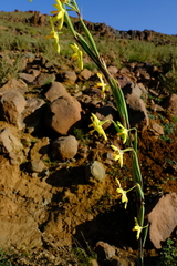 Moraea reflexa