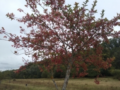Euonymus europaeus