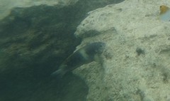 Chrysiptera biocellata