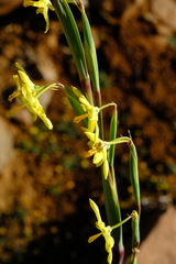Moraea reflexa