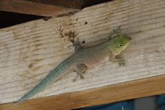 Phelsuma standingi