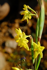 Moraea reflexa