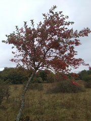 Euonymus europaeus