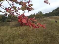Euonymus europaeus