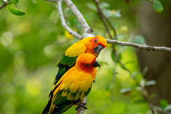 Aratinga solstitialis