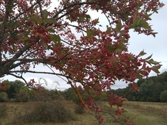 Euonymus europaeus