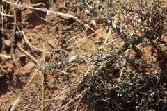 Monsonia salmoniflora