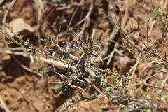 Monsonia salmoniflora