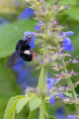 Bombus diligens