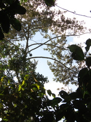 Ocotea sericea
