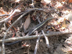 Zonosaurus laticaudatus