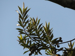 Ocotea sericea