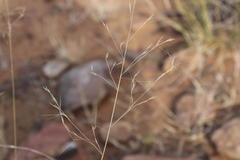 Aristida diffusa