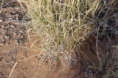Aristida diffusa