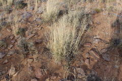 Aristida diffusa