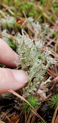 Cladonia atlantica