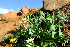 Glaucium corniculatum