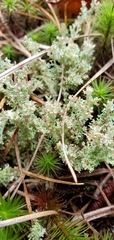 Cladonia atlantica