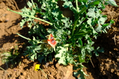 Glaucium corniculatum