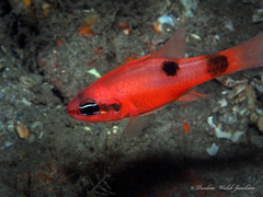 Apogon maculatus